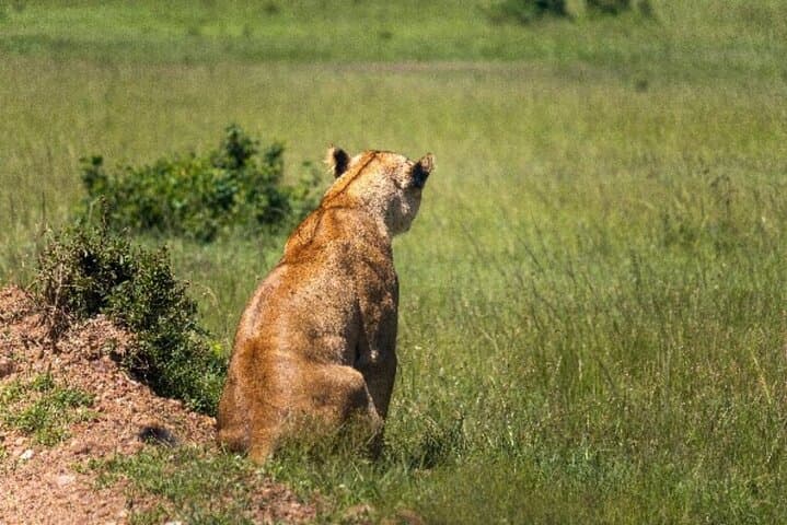 3-Day Private Jeep Safari in Masai Mara: Big Five, Mara River & Full-Day Game Drives photo 6