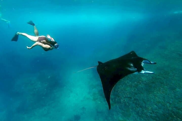 Snorkeling with Manta Rays in Nusa Penida: Manta Bay Guide