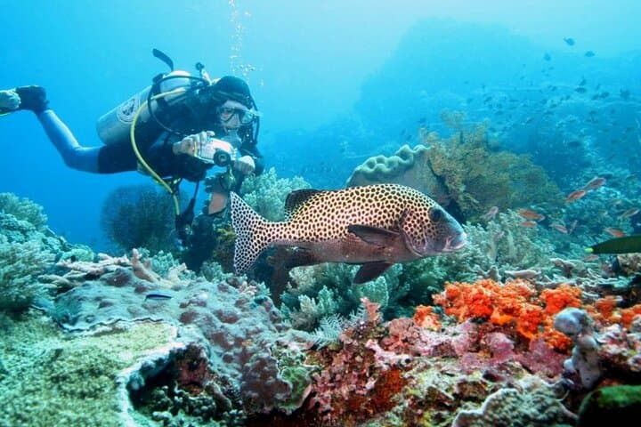 Snorkeling with Manta Rays in Nusa Penida: Manta Bay Guide photo 4