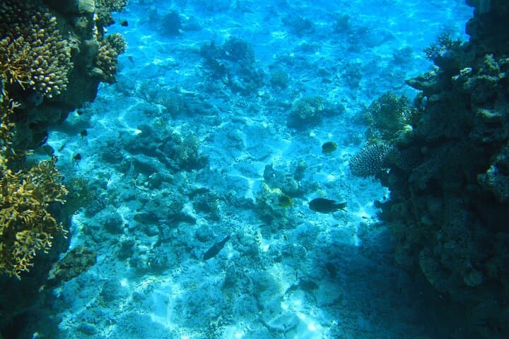 Sataya Reefs Dolphin Snorkel Cruise from Marsa Alam with Lunch photo 3
