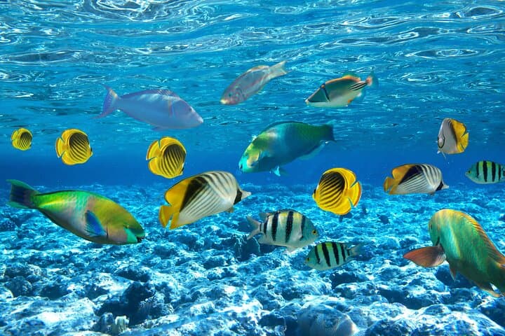 Sataya Reefs Dolphin Snorkel Cruise from Marsa Alam with Lunch photo 4