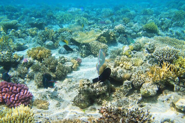 Sataya Reefs Dolphin Snorkel Cruise from Marsa Alam with Lunch photo 5