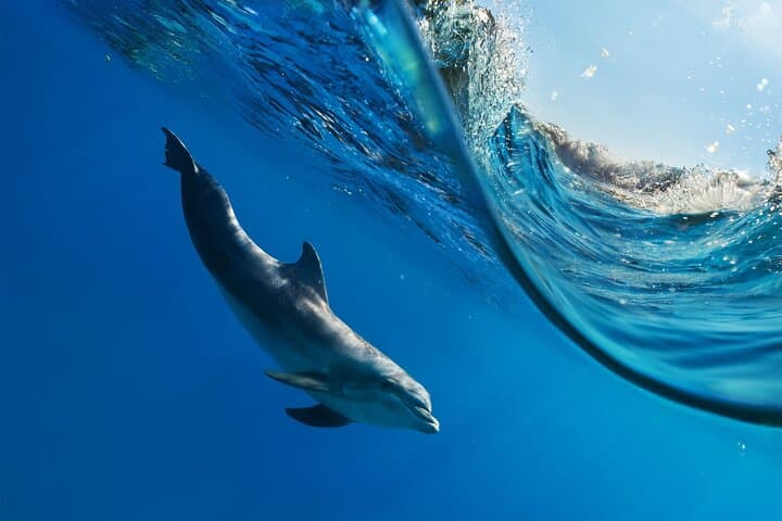 Sataya Reefs Dolphin Snorkel Cruise from Marsa Alam with Lunch photo 6