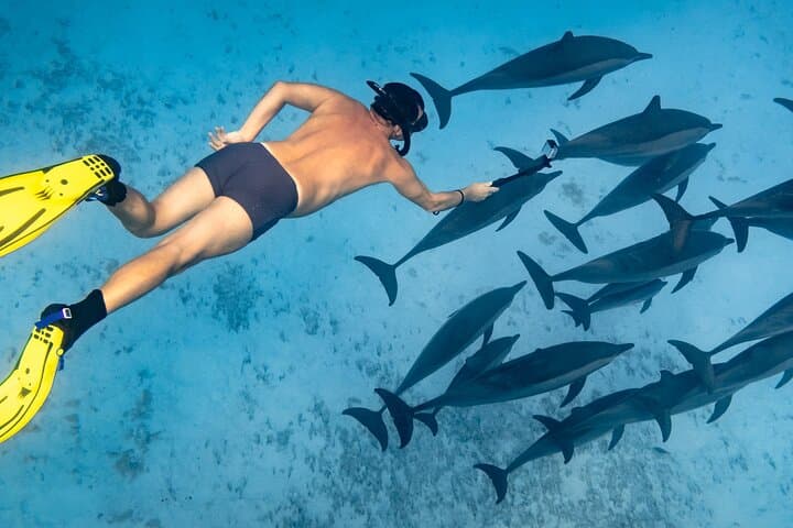 Sataya Reefs Dolphin Snorkel Cruise from Marsa Alam with Lunch