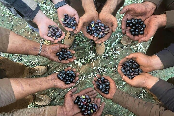 Full-Day Calabrian Olive Oil Farm & Nicotera Hilltown Tour with Local Lunch