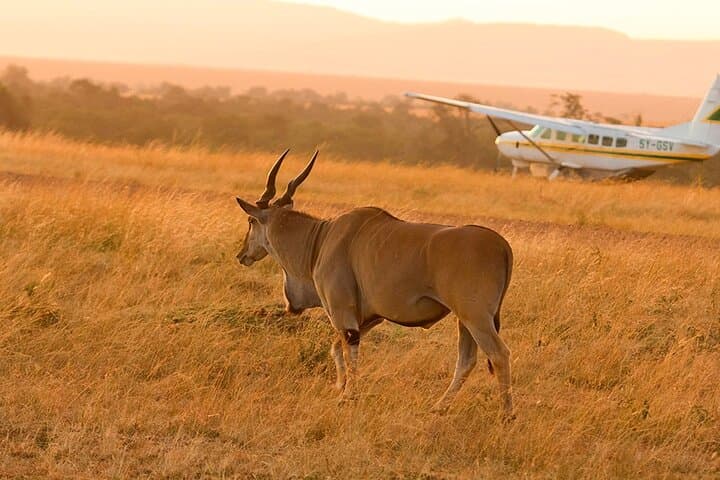 11-Day Tanzania Safari and Zanzibar Beach Adventure: Tarangire, Ngorongoro & Serengeti photo 3