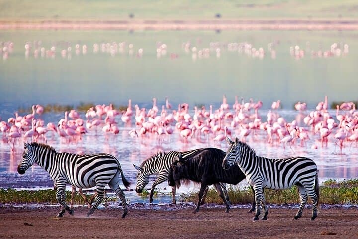 15-Day Zanzibar & Tanzania Safari: Beach, Reefs and Big-Game Wildlife photo 5