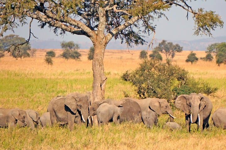 11-Day Tanzania Safari and Zanzibar Beach Adventure: Tarangire, Ngorongoro & Serengeti photo 5
