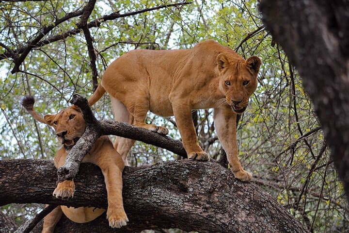 11-Day Tanzania Safari and Zanzibar Beach Adventure: Tarangire, Ngorongoro & Serengeti photo 6