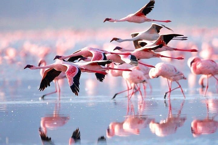 15-Day Zanzibar & Tanzania Safari: Beach, Reefs and Big-Game Wildlife