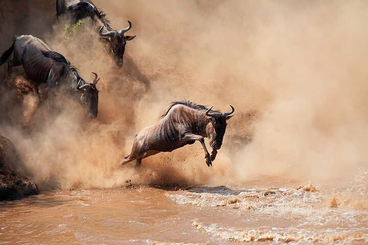 11-Day Tanzania Safari and Zanzibar Beach Adventure: Tarangire, Ngorongoro & Serengeti