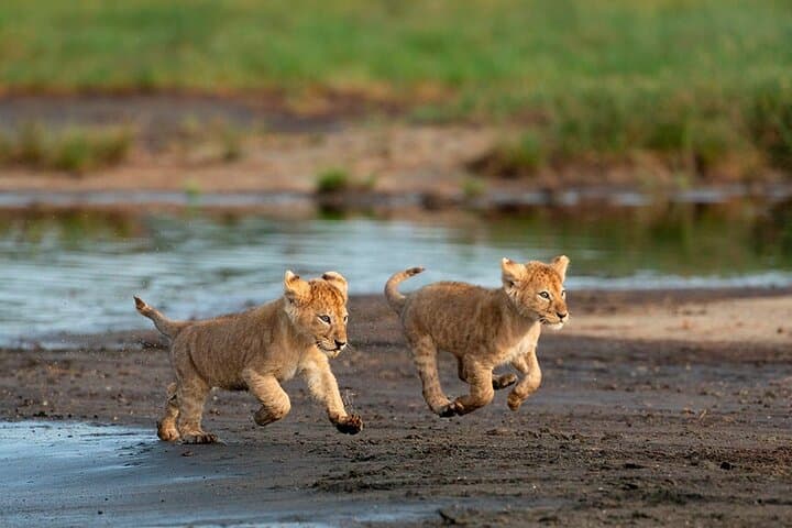 Fly-In Day Safari to Selous (Nyerere) from Zanzibar — Full-Day Game Drive & Bush Lunch photo 5