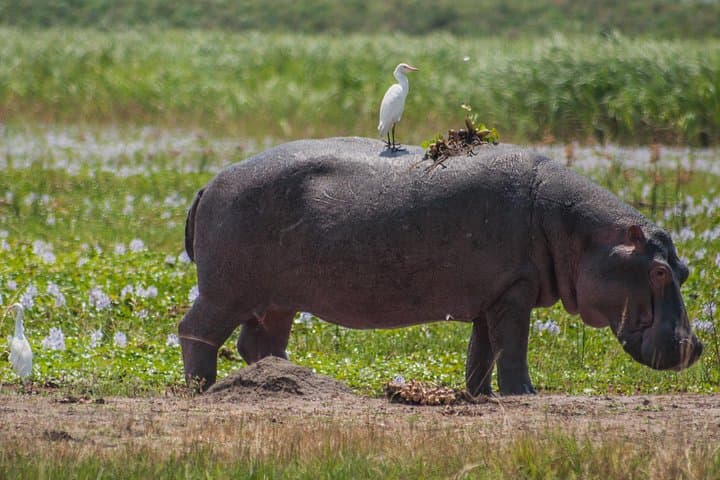 Full-Day Luxury Safari in Akagera National Park — Wildlife Safaris from Kigali