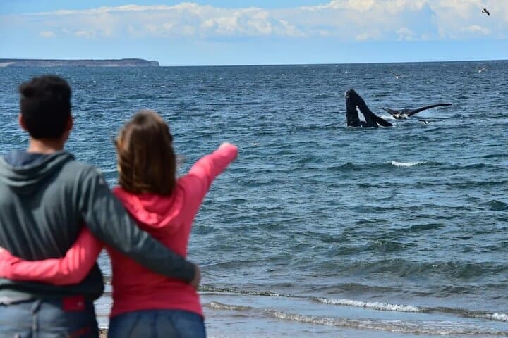 El Doradillo Shore Whale Watching: Half‑Day Tour from Puerto Madryn