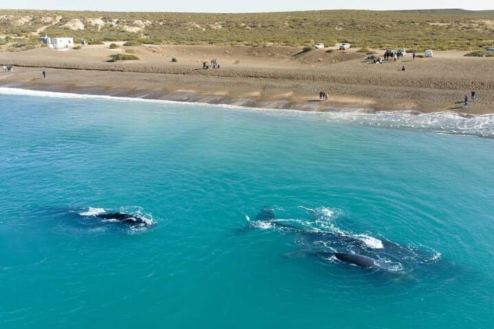 El Doradillo Shore Whale Watching: Half‑Day Tour from Puerto Madryn photo 5