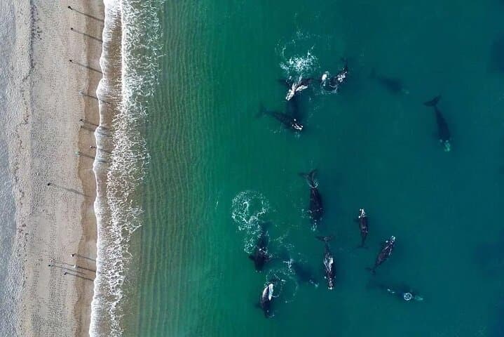 El Doradillo Shore Whale Watching: Half‑Day Tour from Puerto Madryn photo 2