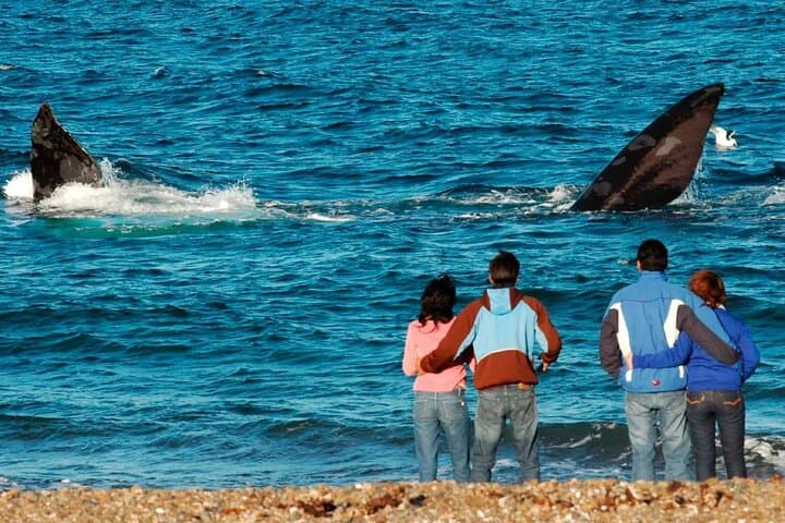 El Doradillo Shore Whale Watching: Half‑Day Tour from Puerto Madryn photo 3
