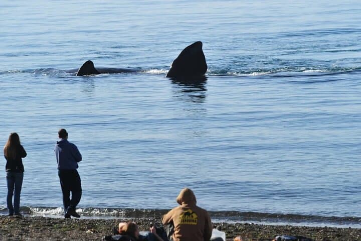 El Doradillo Shore Whale Watching: Half‑Day Tour from Puerto Madryn photo 6