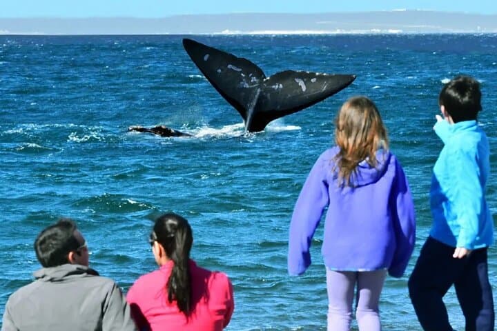 El Doradillo Shore Whale Watching: Half‑Day Tour from Puerto Madryn photo 4