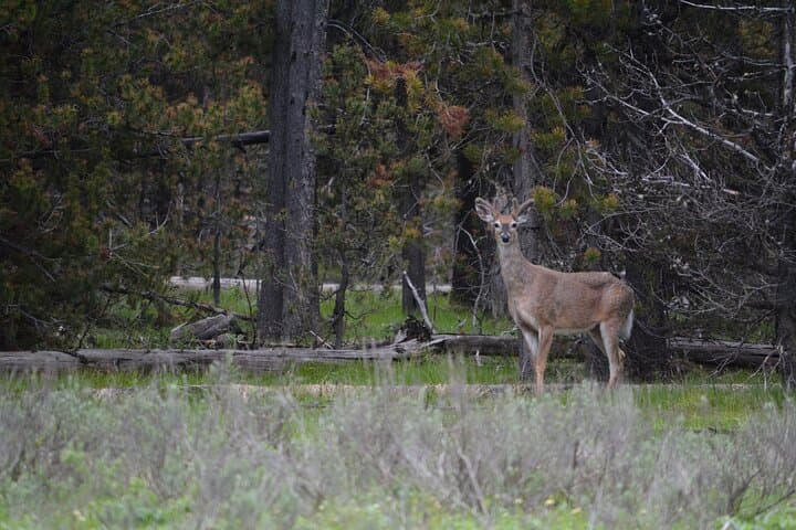 Grand Canyon of the Yellowstone — South Rim Guided Hike (Full Day, Lunch Included) photo 4