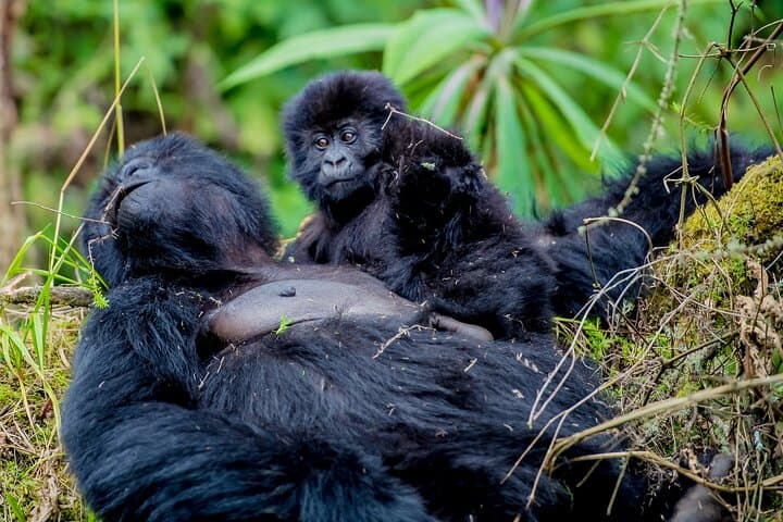 3-Day Gorilla Trekking from Kigali to Bwindi: Close Encounters with Mountain Gorillas photo 2