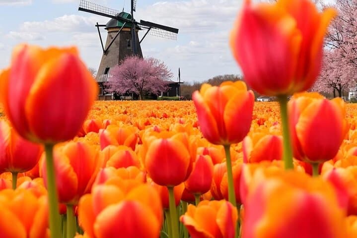 Private Amsterdam Day Tour: Zaanse Schans Windmills, Volendam & Kasteel de Haar