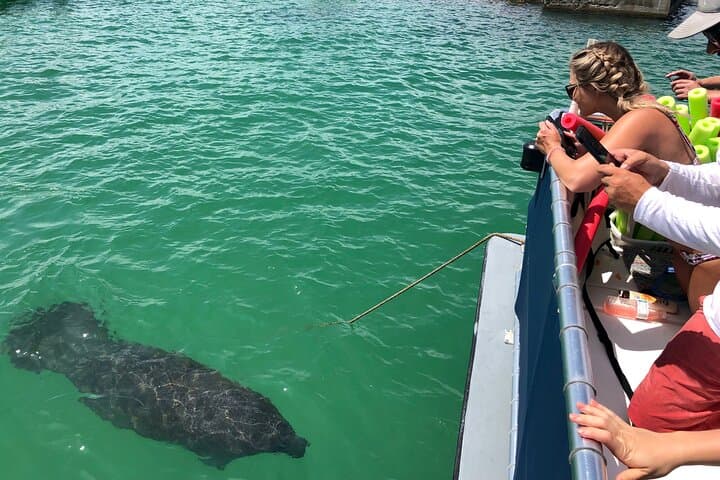 Shell Key Island Adventure: Dolphin Cruises, Shelling & Beach Exploration Near St. Petersburg photo 2