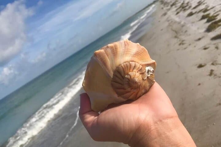 Shell Key Island Adventure: Dolphin Cruises, Shelling & Beach Exploration Near St. Petersburg photo 3