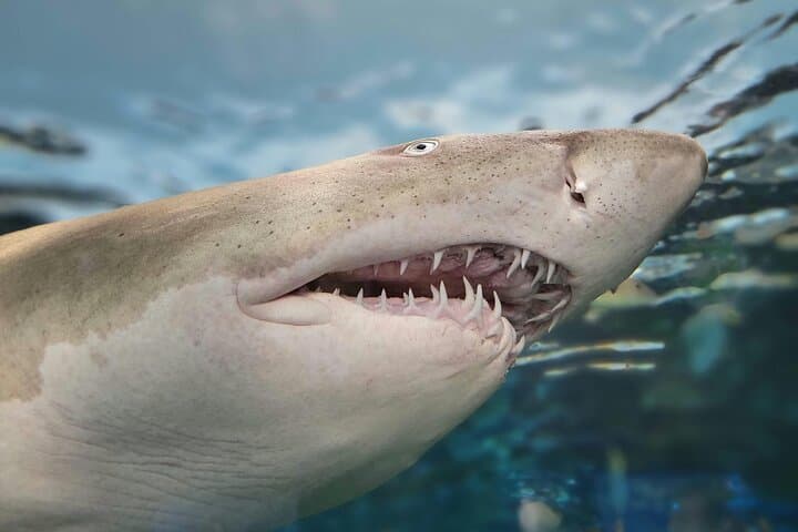 Shark Cage Diving in Gansbaai — Great White Sightings & Practical Guide