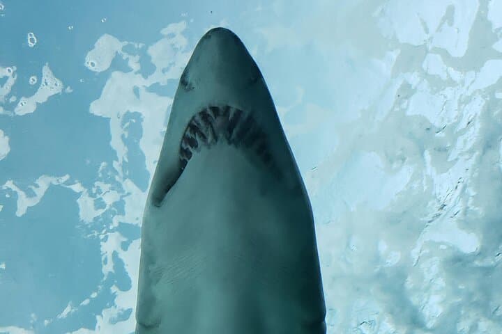 Shark Cage Diving in Gansbaai — Great White Sightings & Practical Guide photo 2