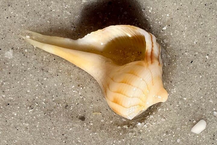 Shell Key Island Adventure: Dolphin Cruises, Shelling & Beach Exploration Near St. Petersburg photo 6