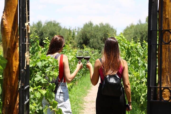 Mendoza Wine, Empanadas & Olive Oil: Half-Day Tasting Tour from Mendoza