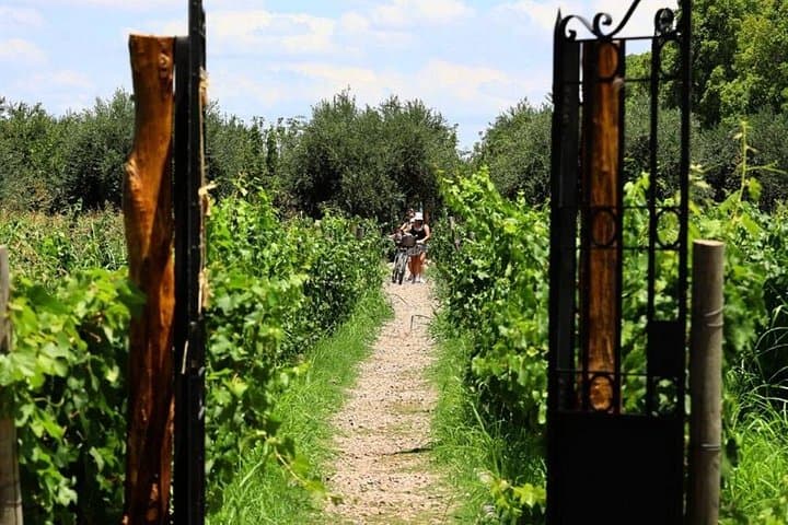 Mendoza Wine, Empanadas & Olive Oil: Half-Day Tasting Tour from Mendoza photo 2