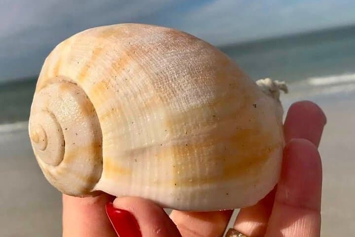 St. Petersburg Shell Key Island Adventure: 4-Hour Private Dolphin & Junonia Shell Tour photo 4