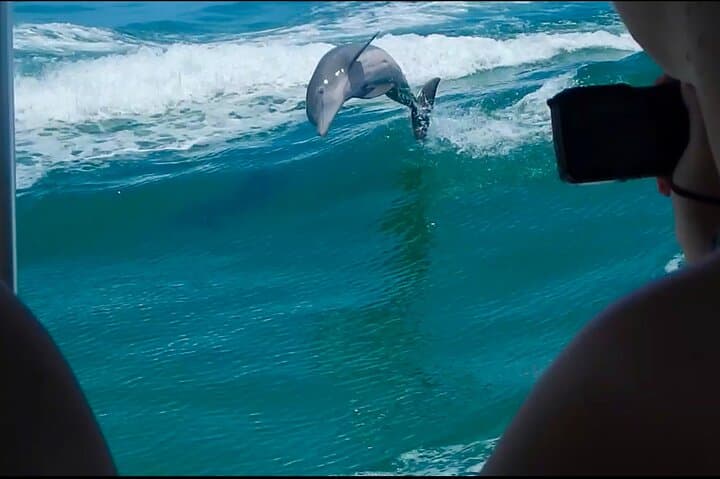 St. Petersburg Shell Key Island Adventure: 4-Hour Private Dolphin & Junonia Shell Tour photo 6