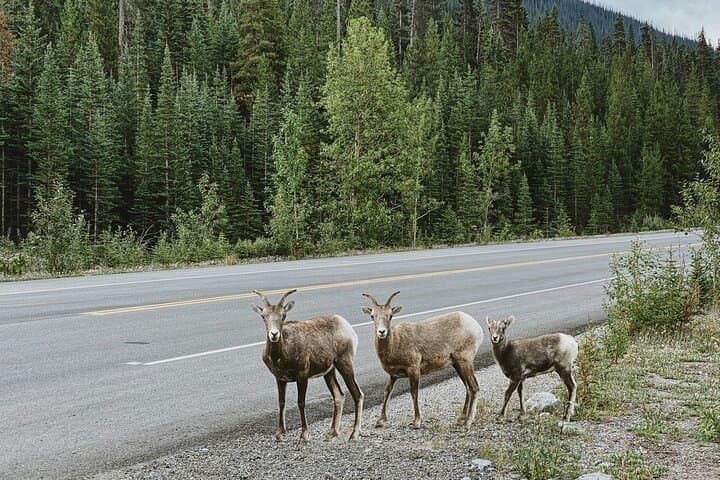 Private Banff Sightseeing Tour: Lake Louise, Banff Gondola & Bow Falls
