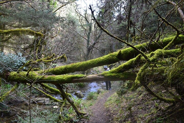 One-Day Hiking Escape: Mainalo Forests & Arkoudorema Ravine in Arcadia photo 6