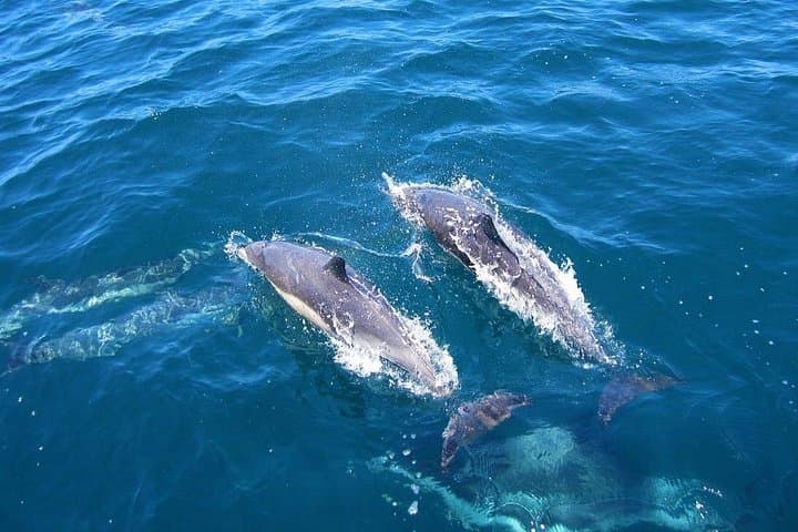 Ft Myers Beach Tiki Pub Dolphin Cruise — 2-Hour BYOB Party Boat Experience photo 4