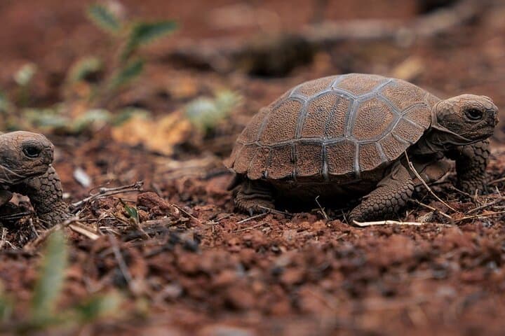 Galapagos Enchanted Islands — 5-Day Private Wildlife & Beach Adventure photo 4