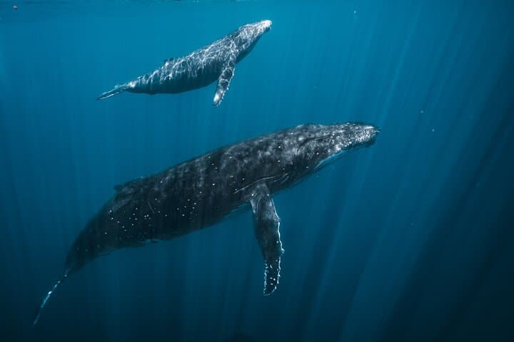 Tahiti Half-Day Humpback Whale Watching — Small-Group Tour photo 2