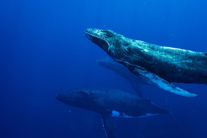 Tahiti Half-Day Humpback Whale Watching — Small-Group Tour photo 6