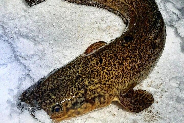 Yukon Icefishing and Aurora Viewing: Night Burbot Trip from Whitehorse photo 3