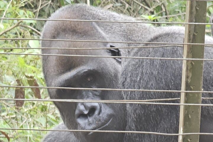 Ebogo Nyong River Canoe & Méfou Primate Park Day Trip from Yaoundé photo 2