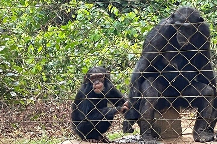 Ebogo Nyong River Canoe & Méfou Primate Park Day Trip from Yaoundé photo 4