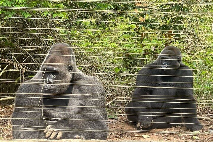 Ebogo Nyong River Canoe & Méfou Primate Park Day Trip from Yaoundé photo 3