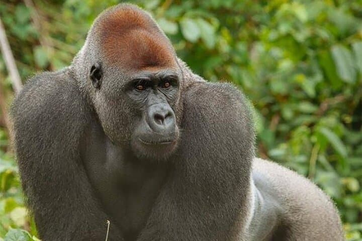 Ebogo Nyong River Canoe & Méfou Primate Park Day Trip from Yaoundé