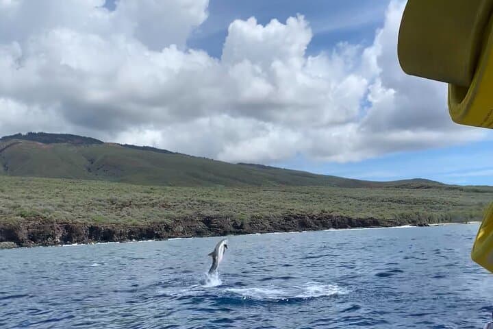 Maui Eco-Raft Dolphin Watch: Lahaina Zodiac Sightseeing Tour photo 5
