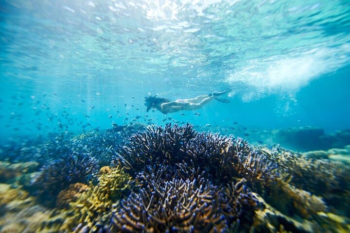 Mantaray Island Day Trip: Snorkel the Yasawa House Reef with Lunch photo 2