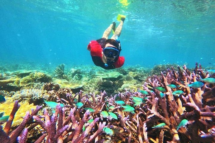 Mantaray Island Day Trip: Snorkel the Yasawa House Reef with Lunch photo 3