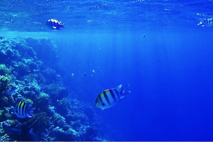 Ras Mohammed & White Island Boat Trip: Snorkel, Dive and Swim the Sinai Reefs photo 6